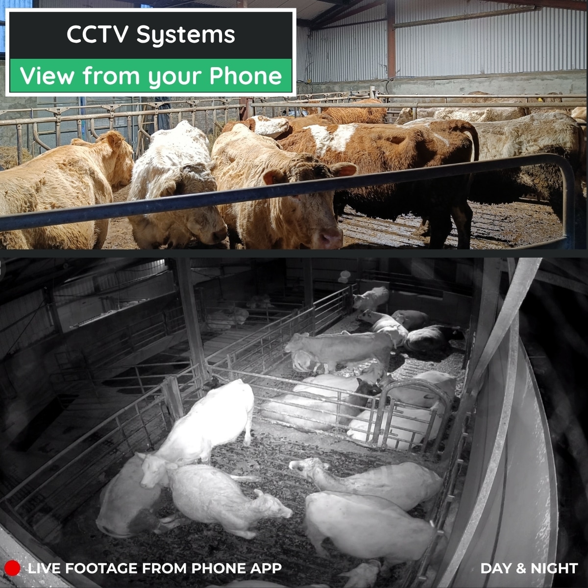 Calving, foaling and lambing cameras